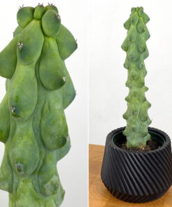 4″ Myrtillocactus Geometrizans‘ Boobie Cactus