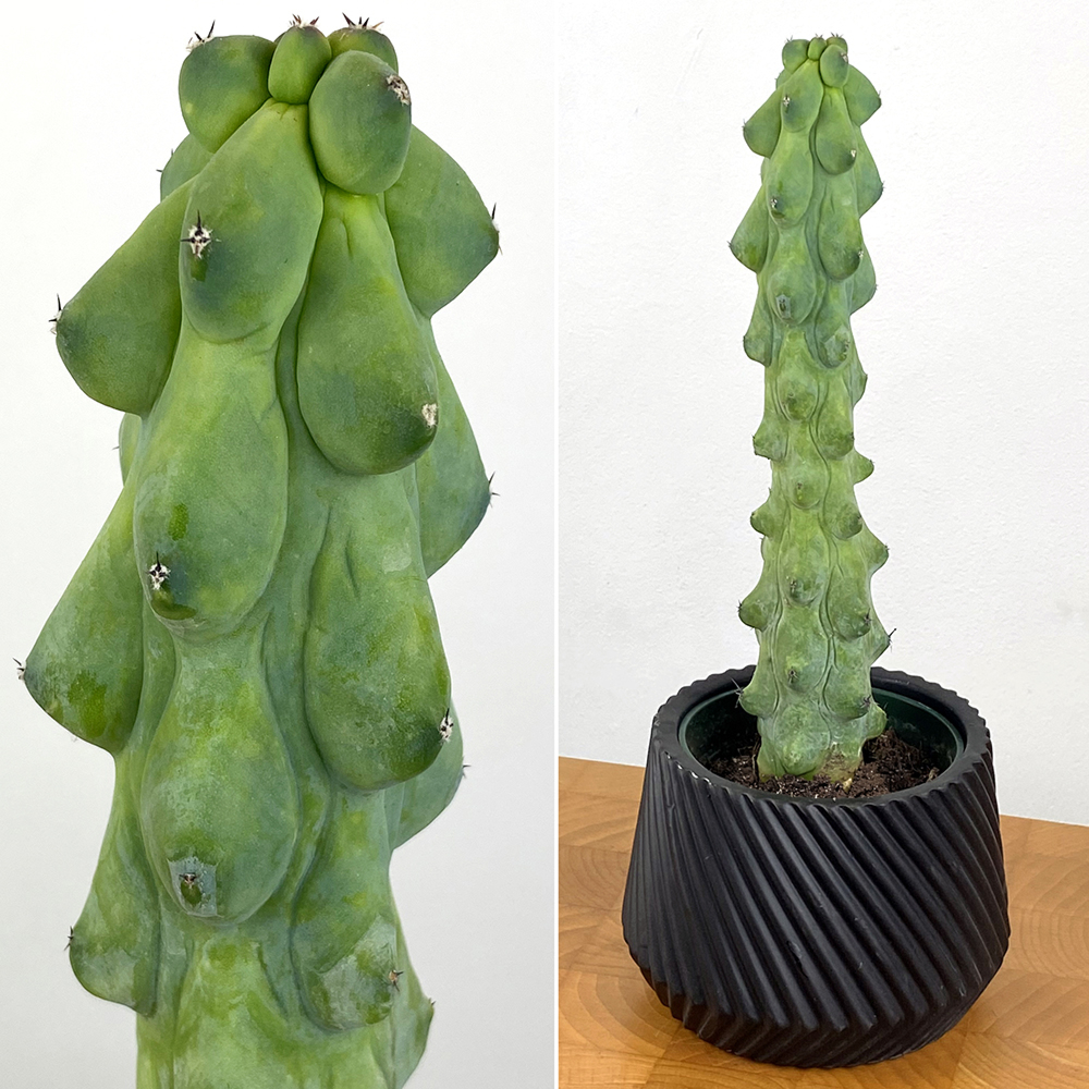 4″ Myrtillocactus Geometrizans‘ Boobie Cactus