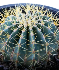 Blue Barrel Kaktus (Ferocactus glaucescens) kaufen