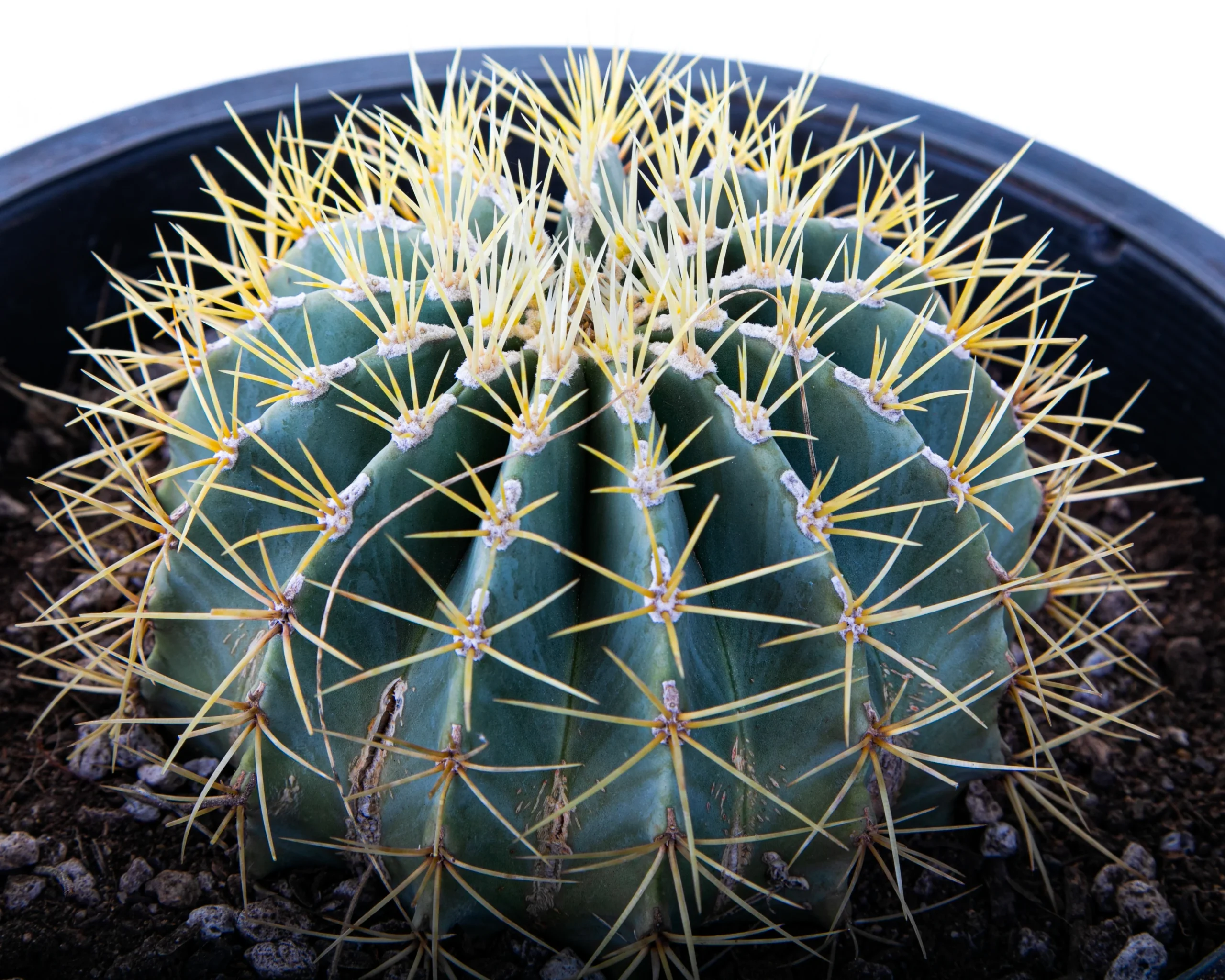 Blue Barrel Kaktus (Ferocactus glaucescens) kaufen