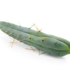 CACTUS OF THE FOUR WINDS (ECHINOPSIS LAGENIFORMIS FORMA QUADRICOSTATA)