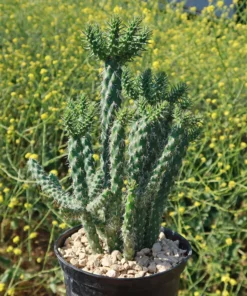 zimmerpflanze kentia palme Kentiapalme XXL grosse Zimmerpflanze main image 1