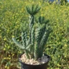 Cholla Cactus – Cylindropuntia cholla
