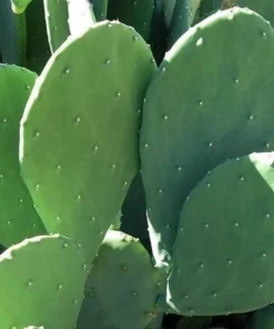 Dornloser Feigenkaktus