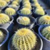 Golden Barrel Cactus