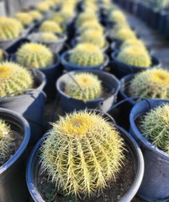 Golden Barrel Cactus