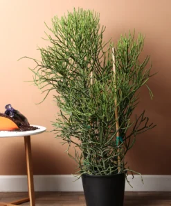 Großer Bleistiftkaktus