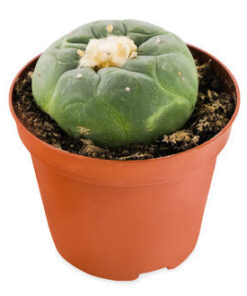 LOPHOPHORA DECIPIENS PEYOTE