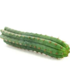 PERUVIAN TORCH (ECHINOPSIS PERUVIANA)
