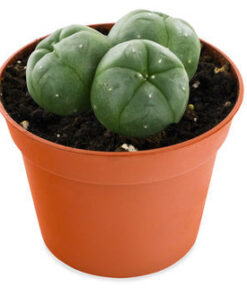 PEYOTE 3-CLUSTER (LOPHOPHORA WILLIAMSII)