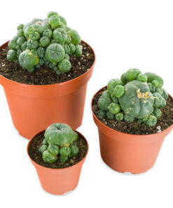 PEYOTE WITH PUPS (LOPHOPHORA WILLIAMSII)