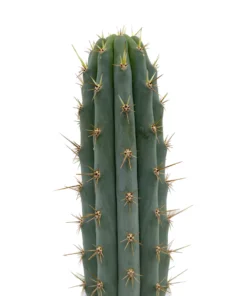 Peruvian Torch Cactus