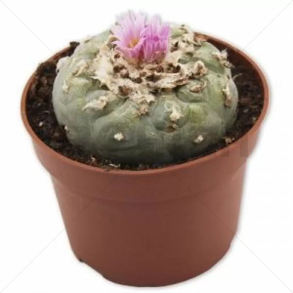 Peyote (Lophophora Williamsii)