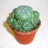 Peyote cluster 4-5 cm