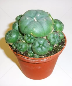 Peyote cluster 4-5 cm