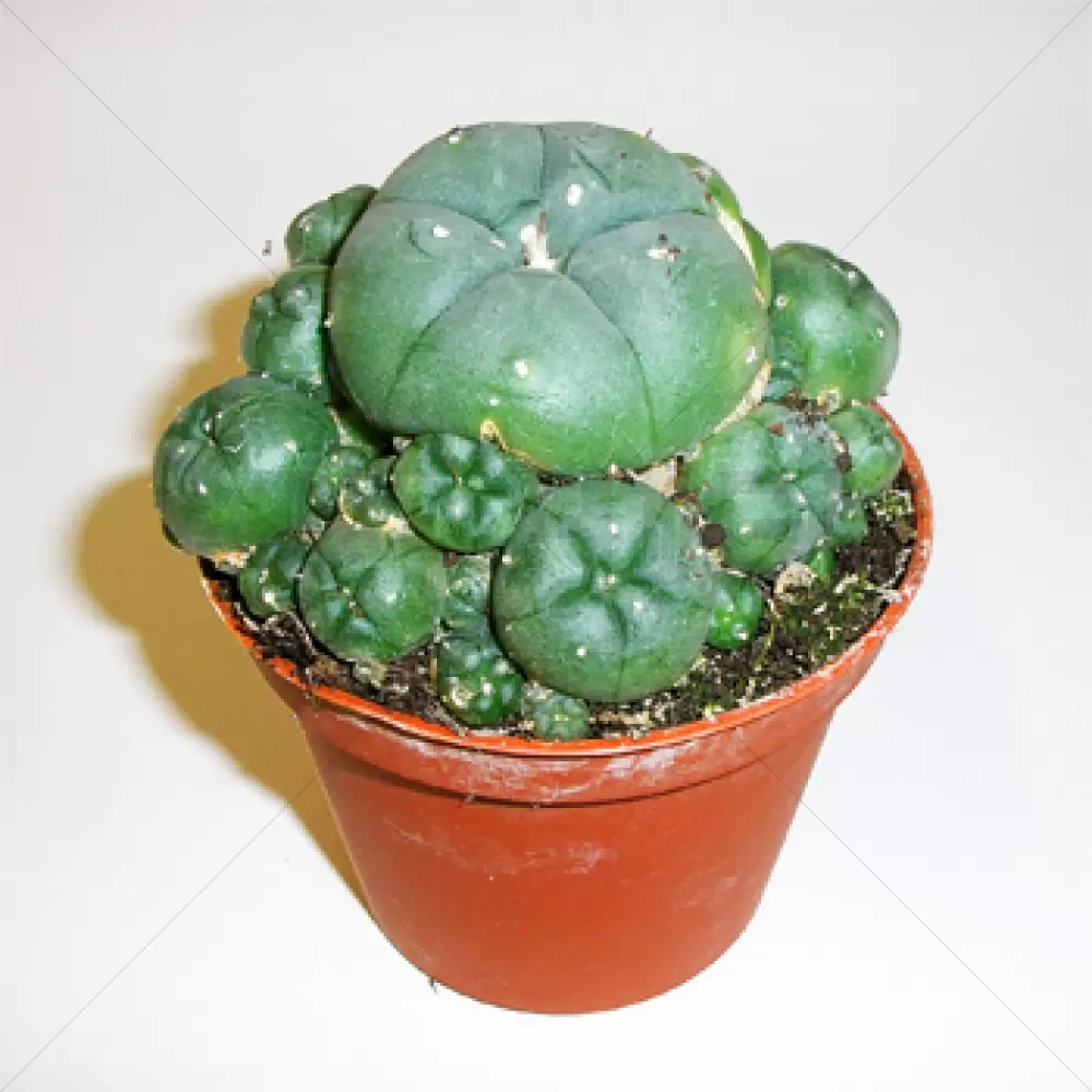 Peyote cluster 4-5 cm
