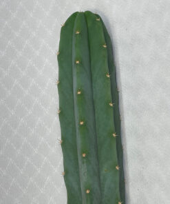 kaktus mit groen blten Epiphyllum anguliger  Zickzack-Kaktus mit skulpturalen Blttern und d   Secret Garden Plant Shop