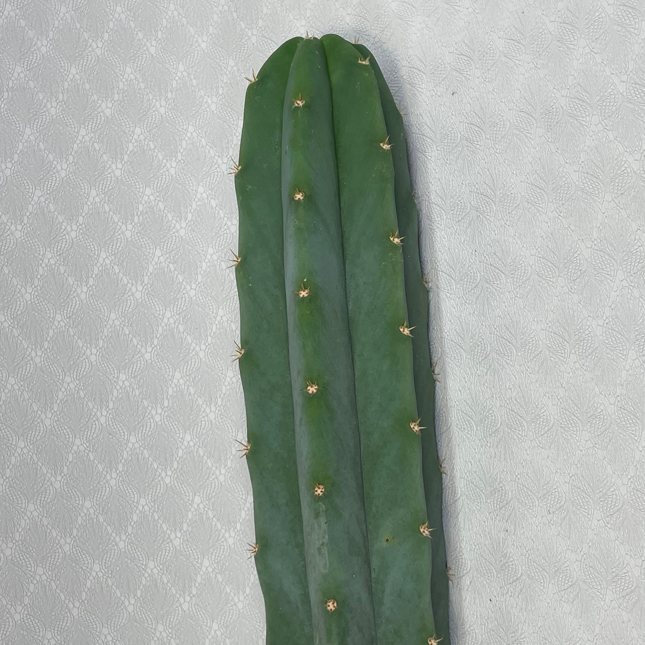 San Pedro Cactus ‘Echinopsis pachanoi’