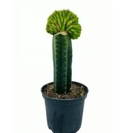 San Pedro Cristate Lime small