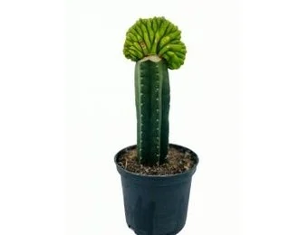 San Pedro Cristate Lime small