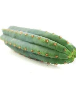San Pedro Cutting Macrogona (Trichocereus) 25 – 35 cm