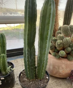 San Pedro Kaktus zu verkaufen