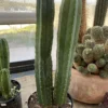 San Pedro Kaktus zu verkaufen – Trichocereus Pachanoi – 30″ und 24″