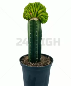 Trichocereus pachanoi kaufen  San Pedro Kaktus Gren