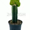 San Pedro Pachanoi (Trichocereus) im großen Topf 25 cm – 40 cm