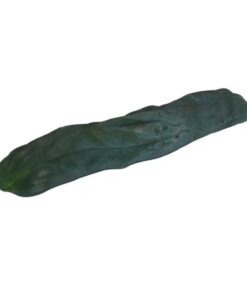 San Pedro Steckling Monstrosus 25 – 35 cm