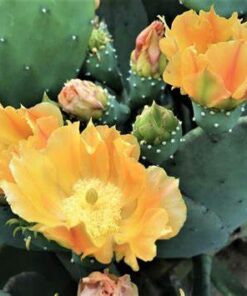 Stachelloser Feigenkaktus