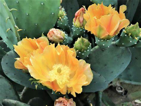 Stachelloser Feigenkaktus