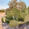 Texas Prickly Pear Cactus kaufen