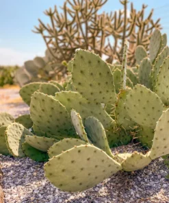 Texas Prickly Pear Cactus kaufen