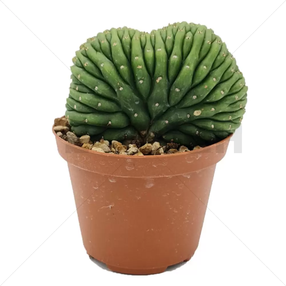 Trichocereus pachanoi – cristata (San Pedro) In soil – Small