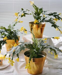 Yellow-Christmas-Cactus