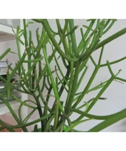 Pencil Cactus – Live Plant in a 10 Inch Pot – Euphorbia Tirucalli – Beautiful Indoor Outdoor Succulent Houseplant