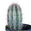 saguaro kaktus kaufen