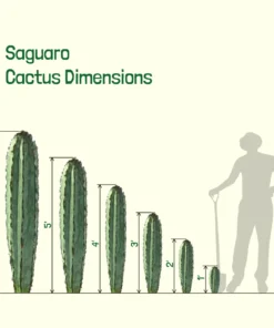 saguaro kaktus kaufen