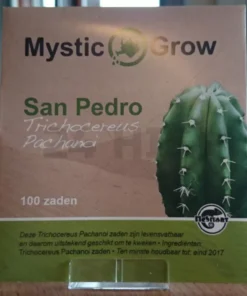 san-pedro-seeds-trichocereus-pachanoi